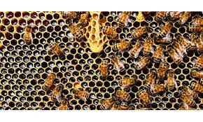 Productes apícoles