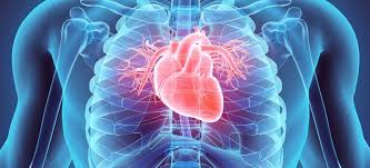 Cardiovascular