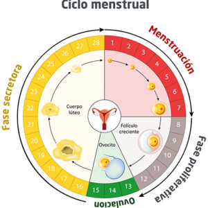 Equilibri Menstrual