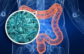 Flora Intestinal