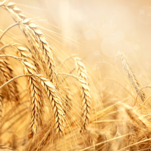 Cereals