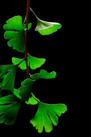 Ginkgo Biloba