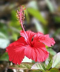 Hibisc